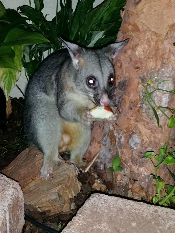 Reef Lodge Backpackers Townsville Esterno foto